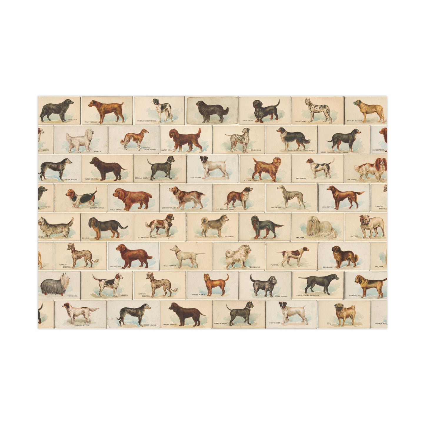 Victorian Dog Breeds 1890 Collage Print - Gift Wrap